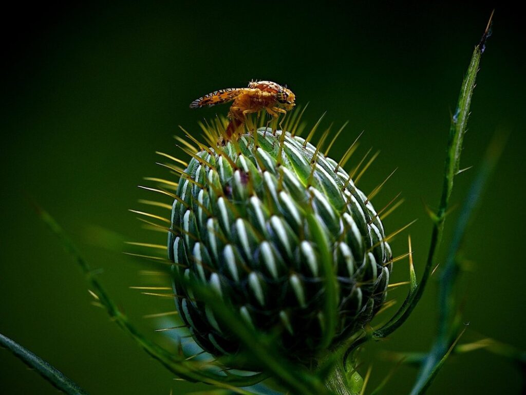 mediterranean fruit fly