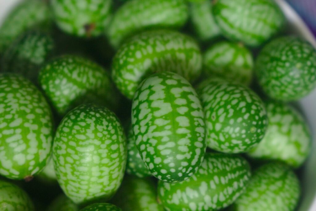 melothria scabra