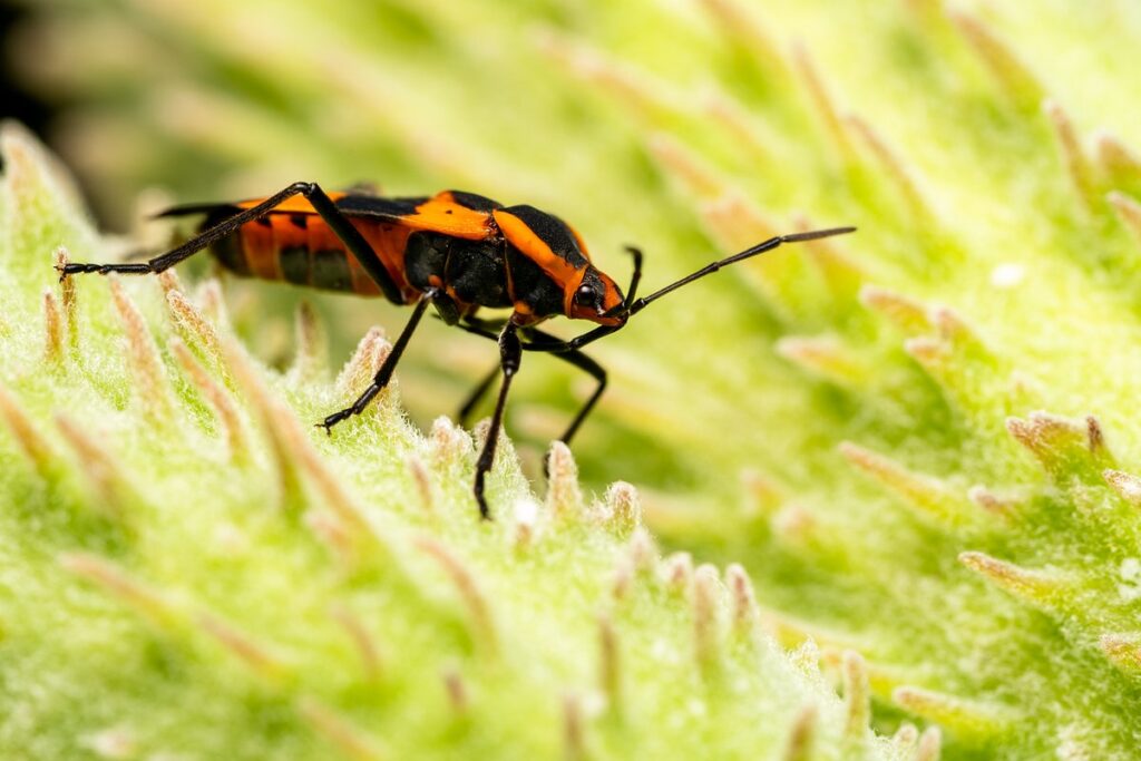 milkweed plant care