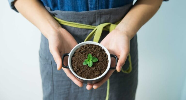 mint leaves plant care
