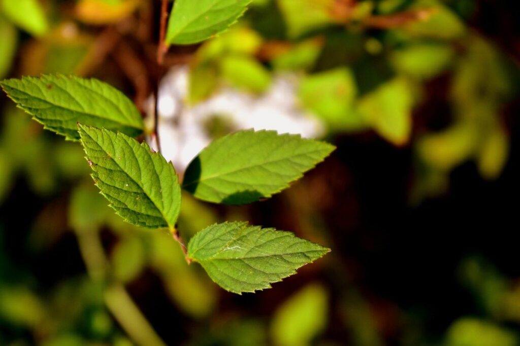 how to grow mint plant