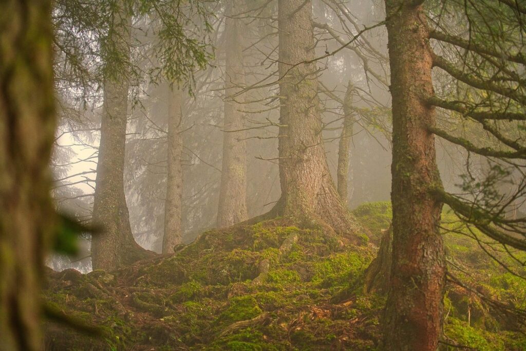 miyawaki forest