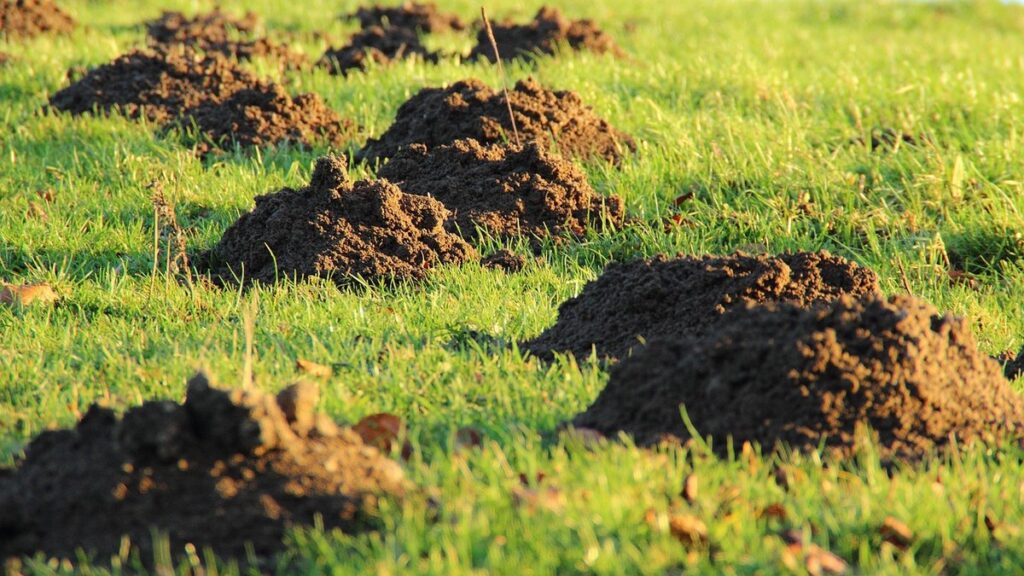 mole drainage