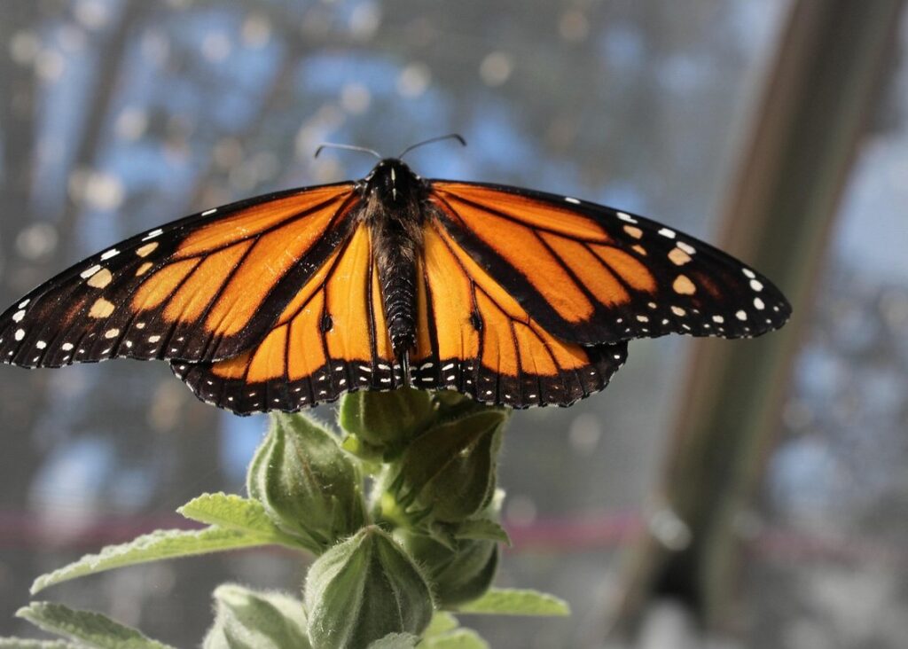 what do monarch butterflies eat