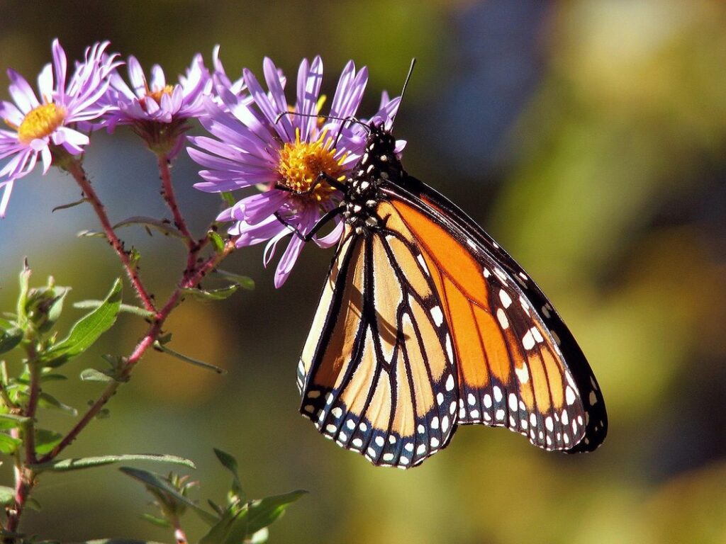 monarch flower in gardens