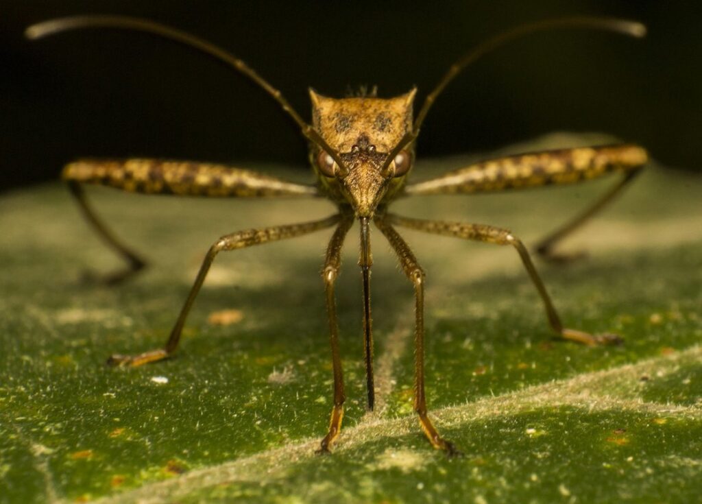 giant mosquito looking bug