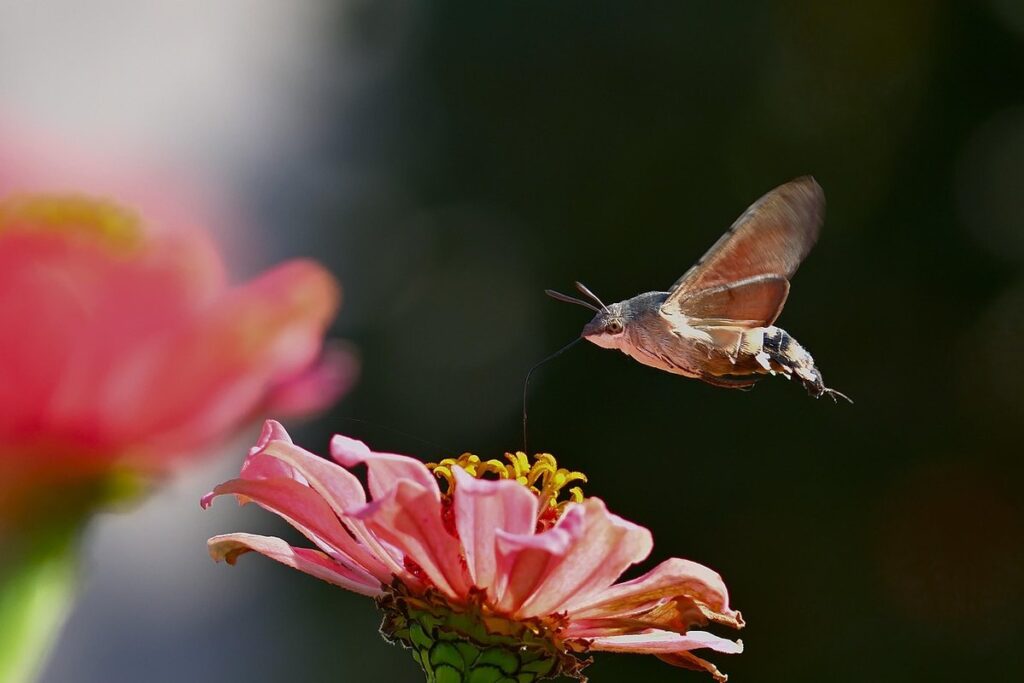 moths pollinating flowers