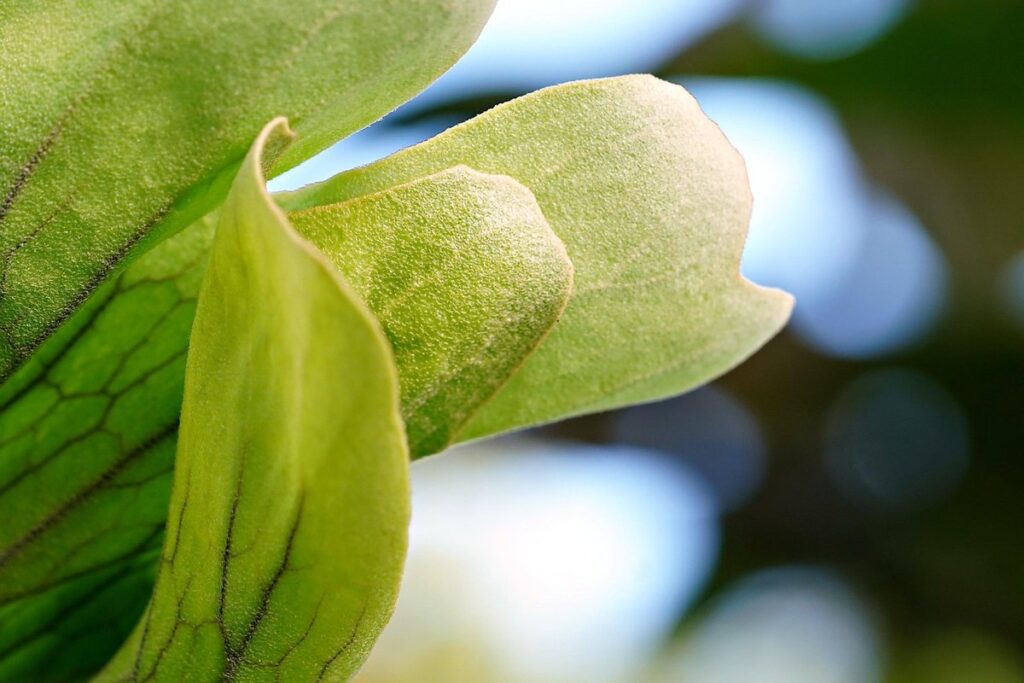 mounted staghorn fern