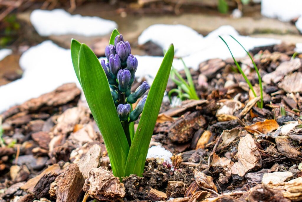 mulching benefits for plants
