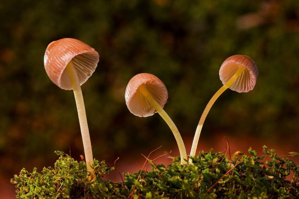 how to grow mushrooms at home
