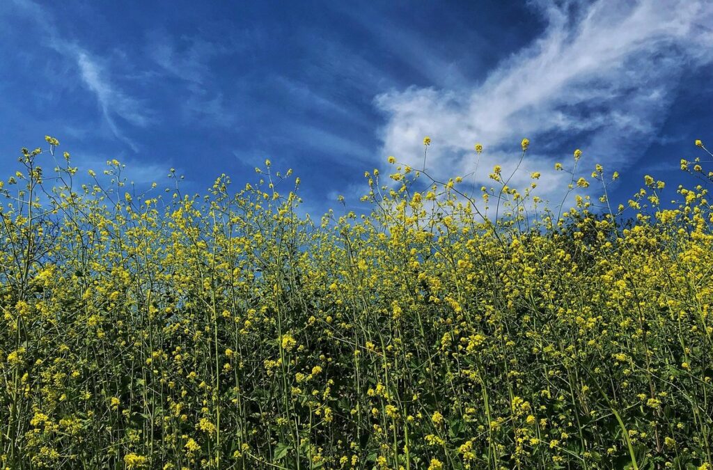 Mustard flowers