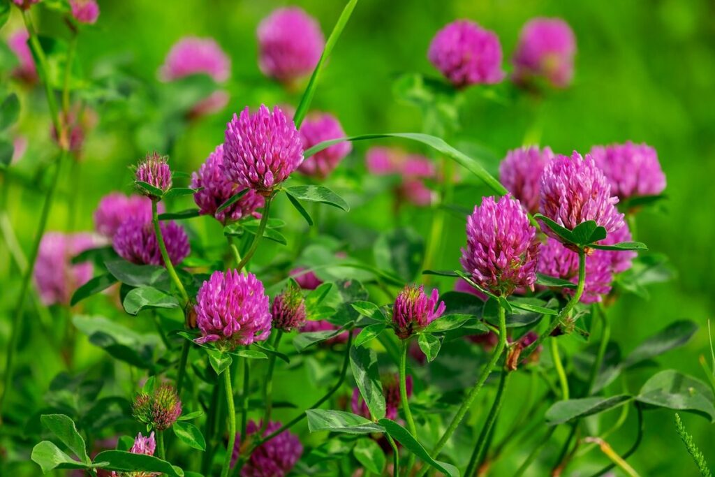 native plant wildflower meadows