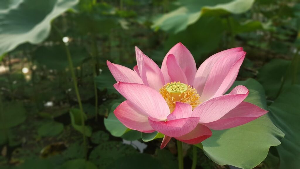 nelumbo nucifera flower