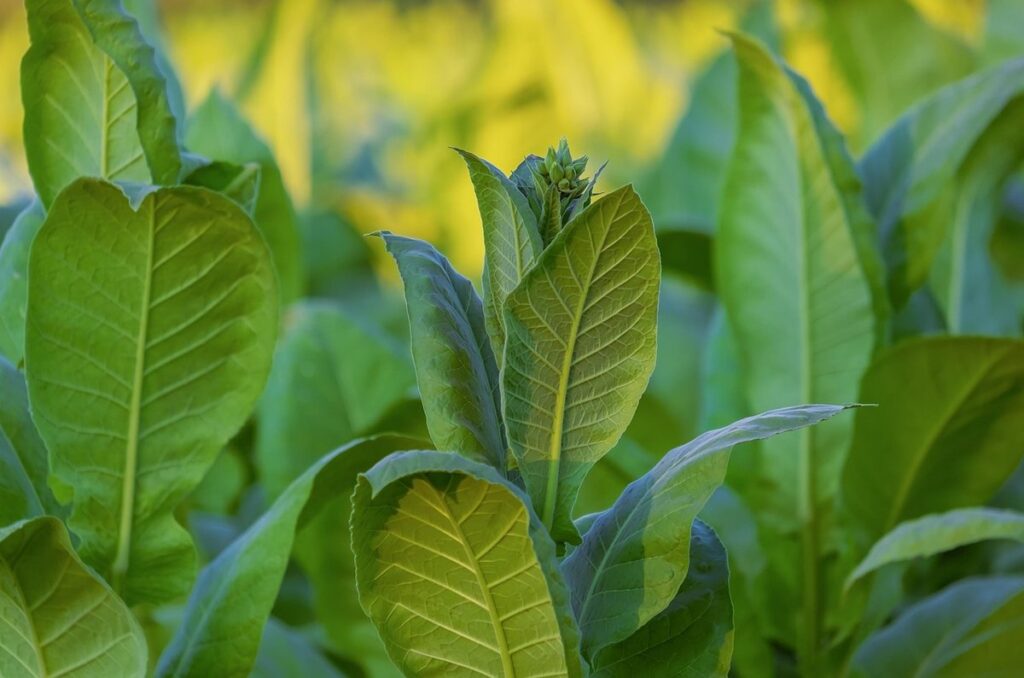 nicotiana plants for gardens