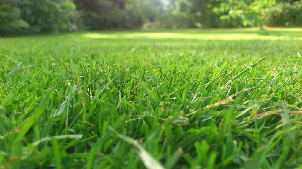 no mow may