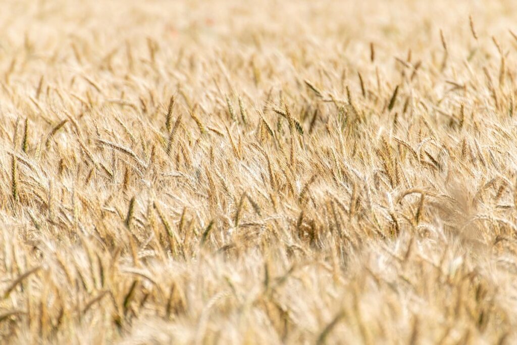 harvest farming