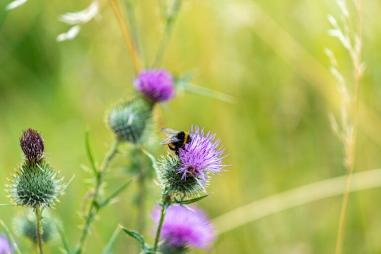 nosema apis in bees
