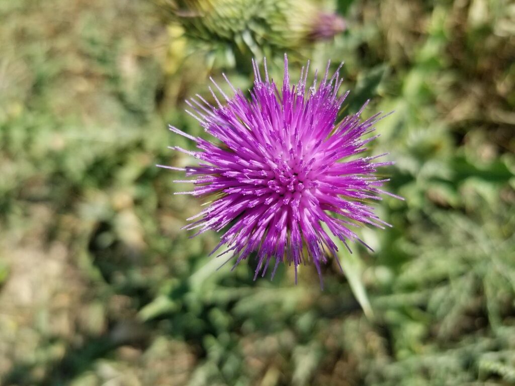 noxious weeds