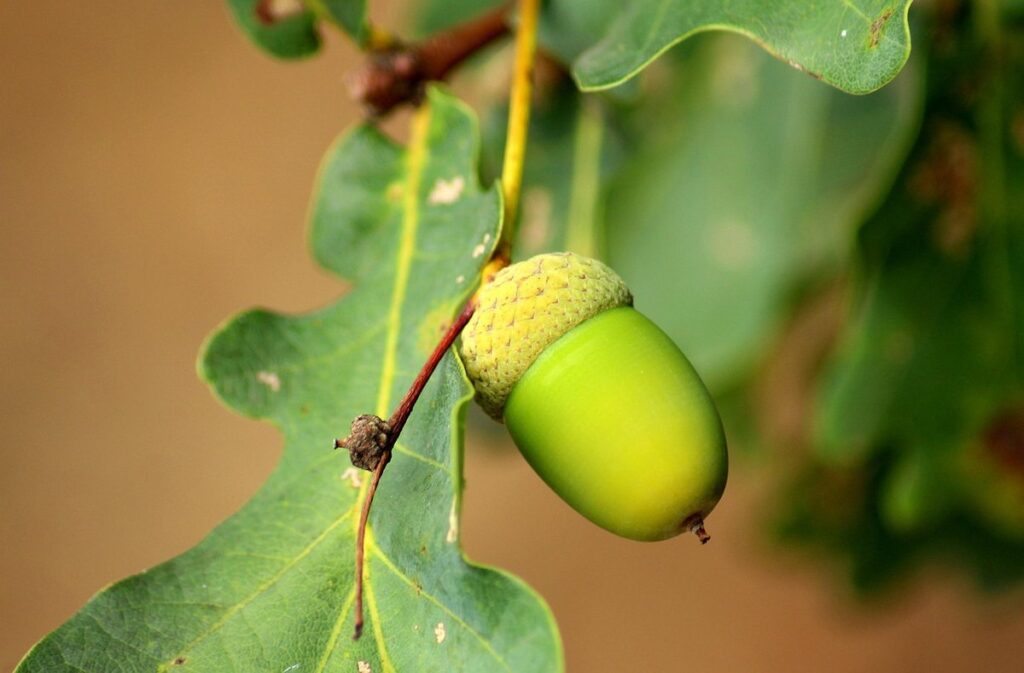 how to germinate oak tree acorns