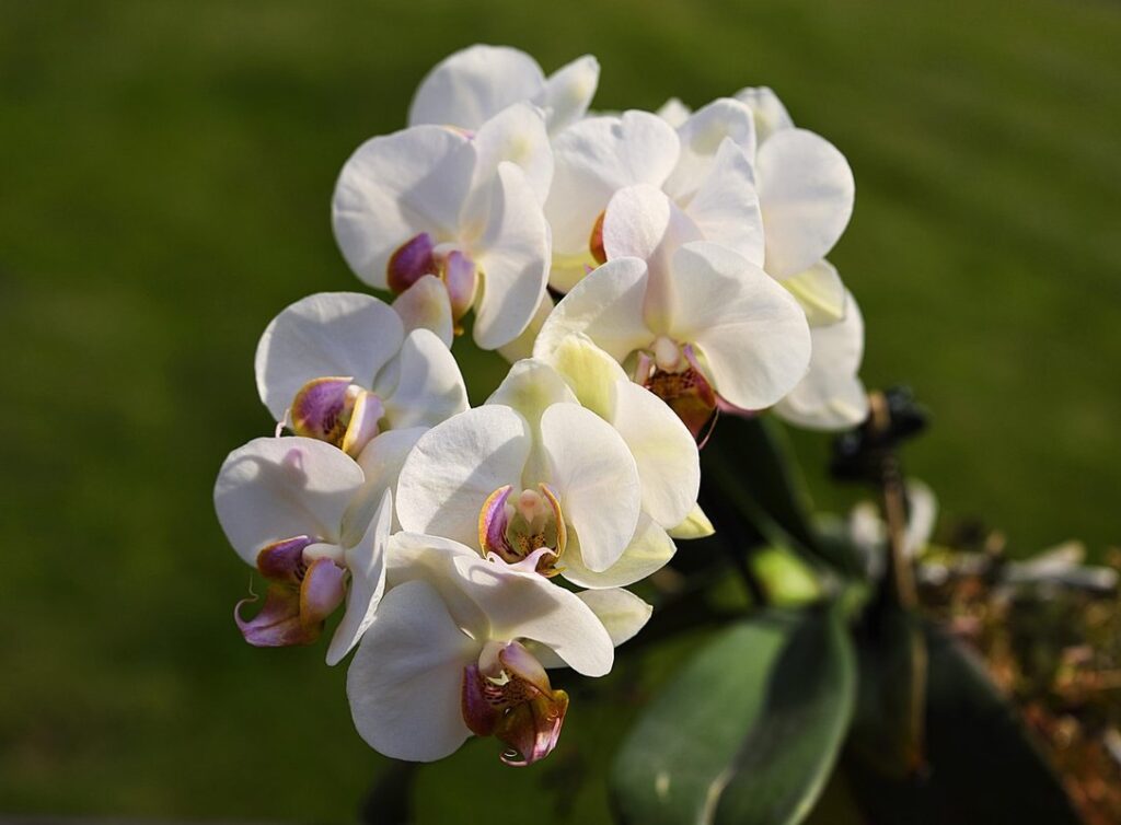 how to make orchids bloom again