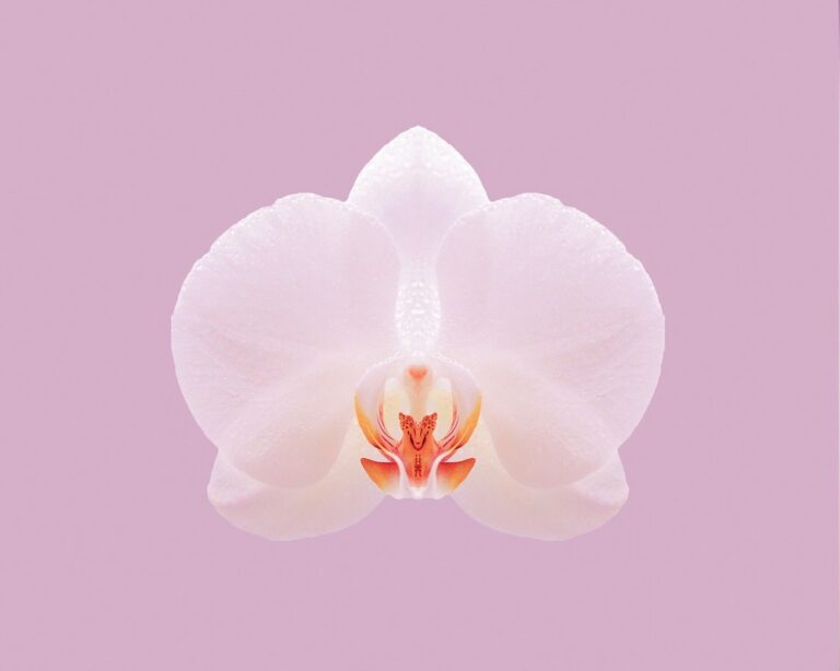 how to grow orchids