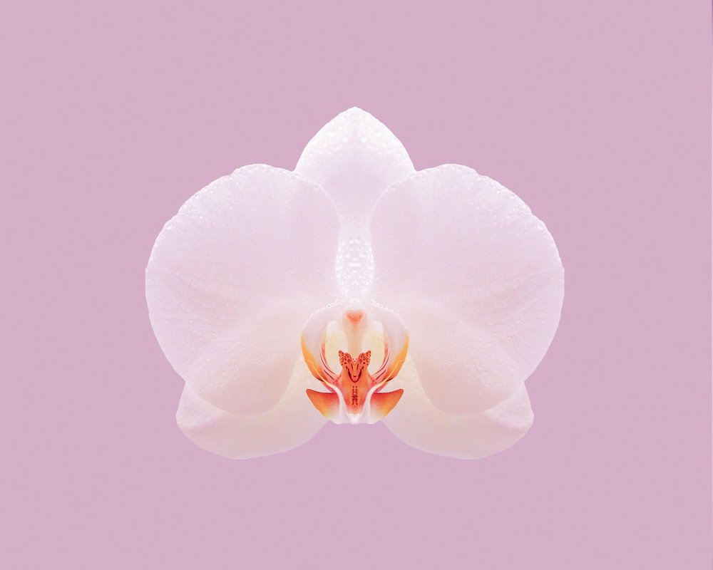Orchid growth