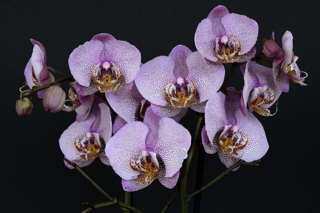 orchid purple blue