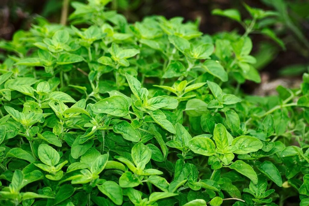 how to plant oregano