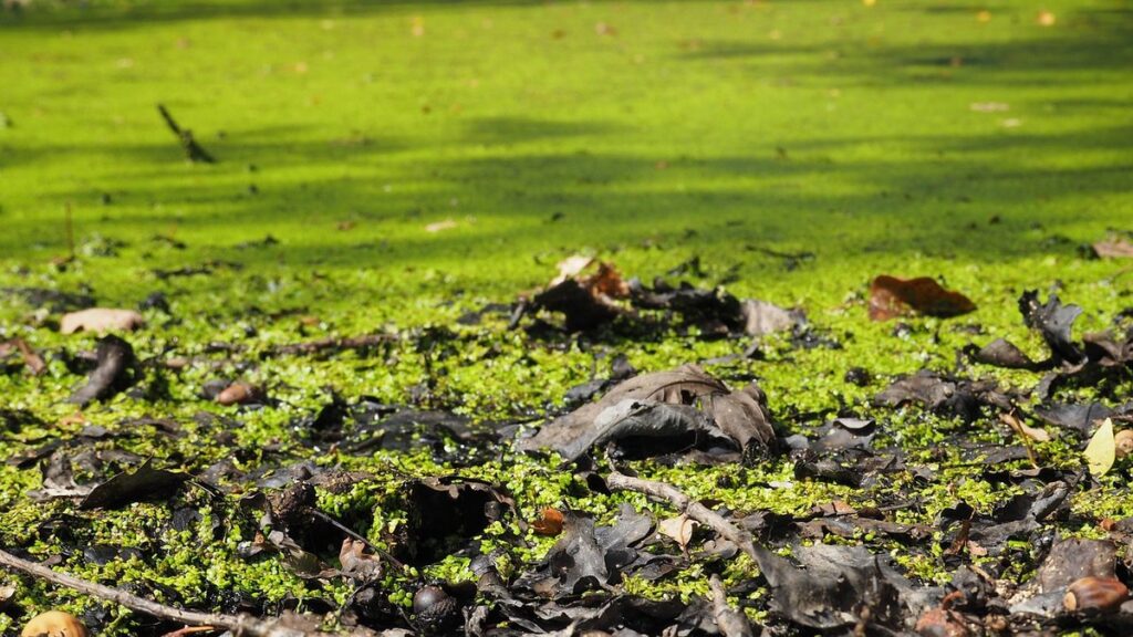 what is an organic matter