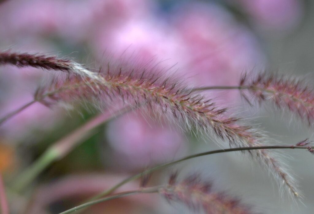 when to cut down ornamental grasses
