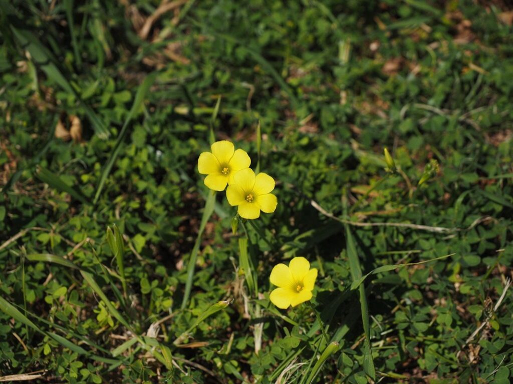 oxalis yellow