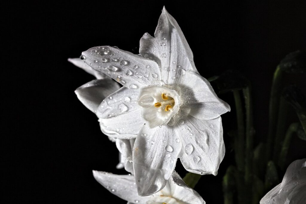 paperwhite daffodils