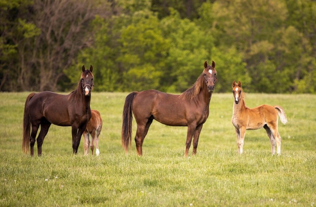 pastures for gardening