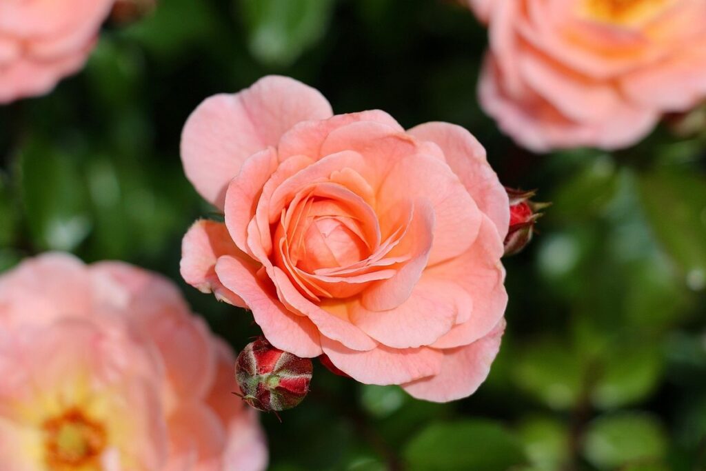 names of peach colored roses