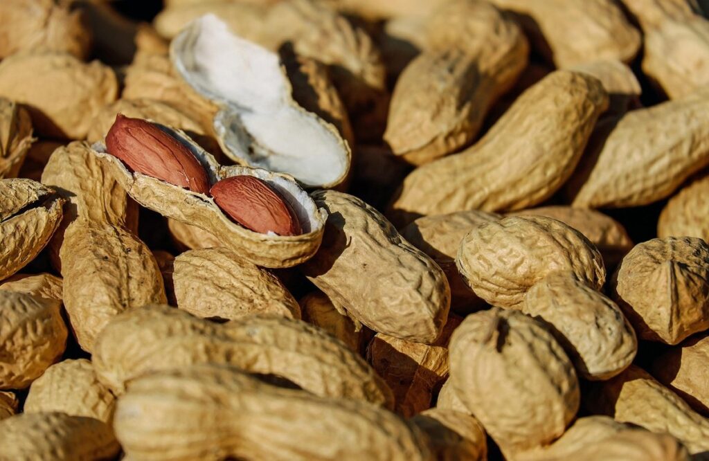 how to grow a peanut plant