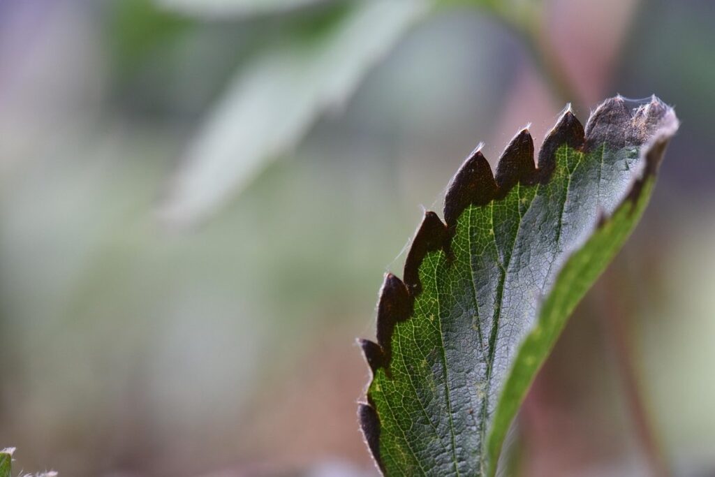 pear blight disease