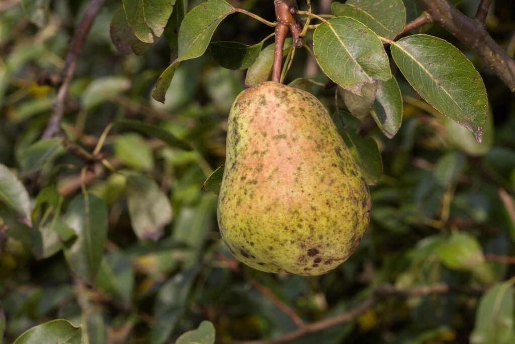 pear scab
