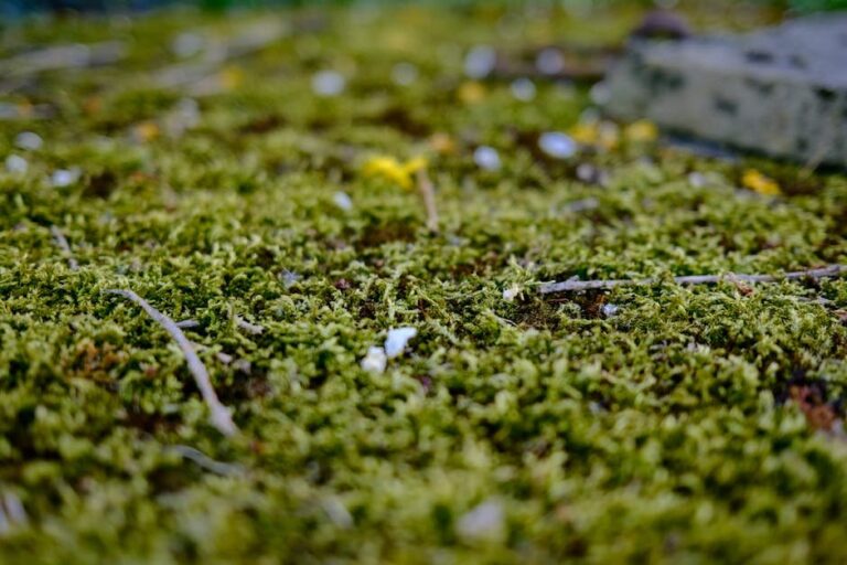 peat moss in soil