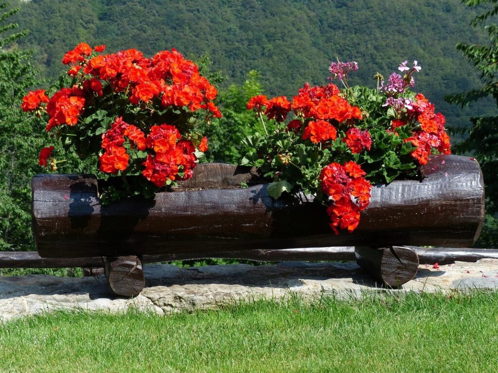 how to take cuttings from pelargoniums