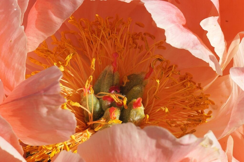 flowers like peonies