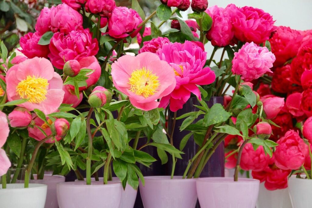 caring for peonies in pots