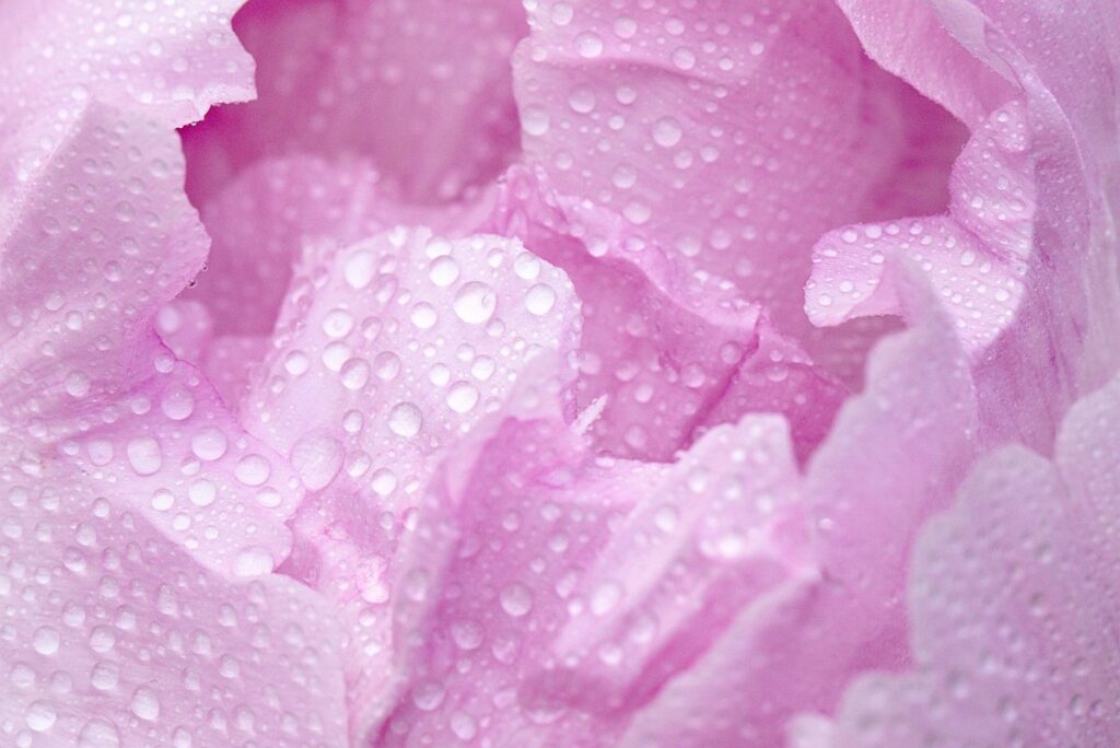 peony care
