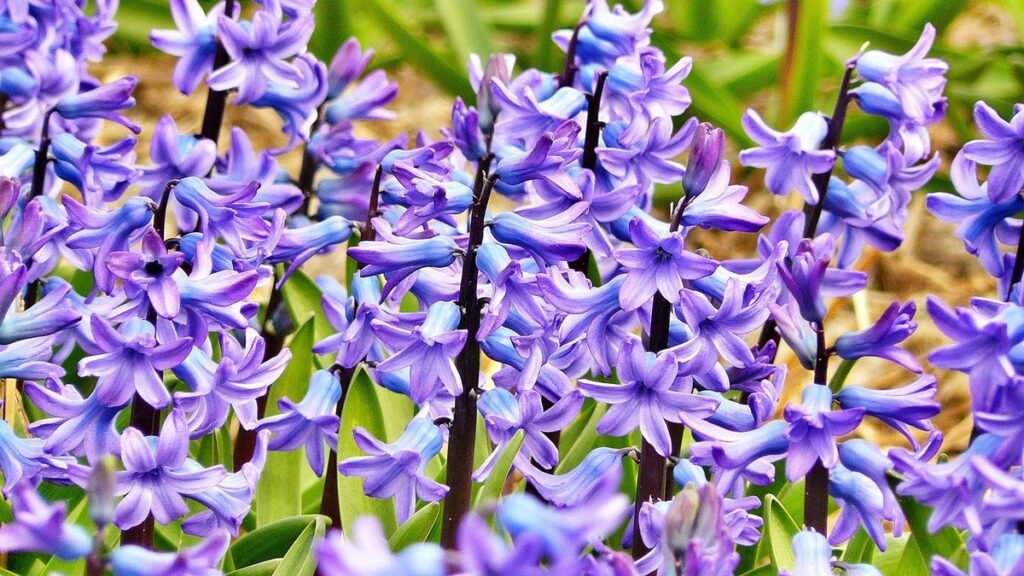 perennial hyacinth care
