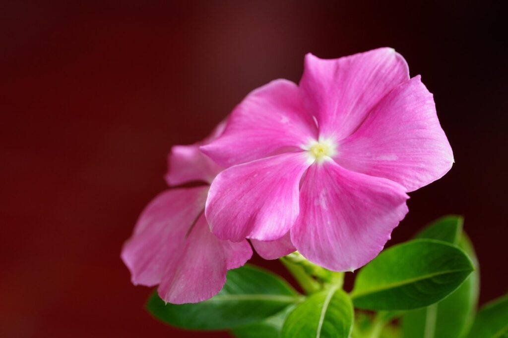 annual periwinkle plant care