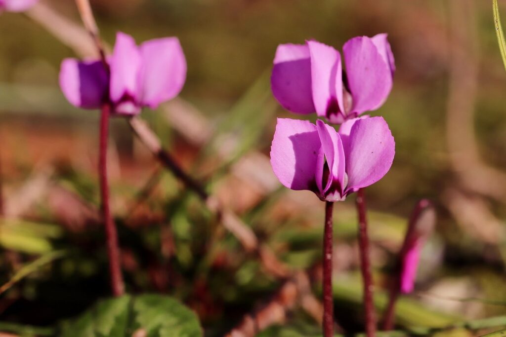 persian cyclamen