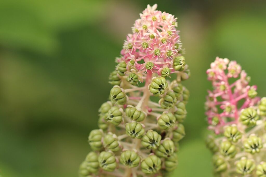 phytolacca americana
