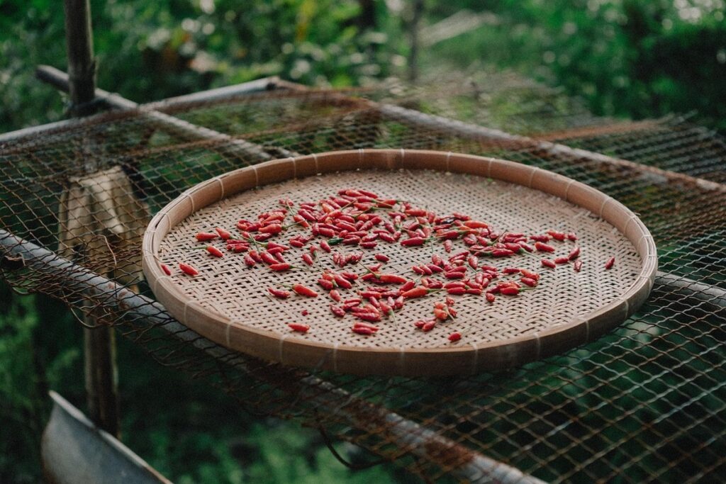 when to harvest pimento peppers