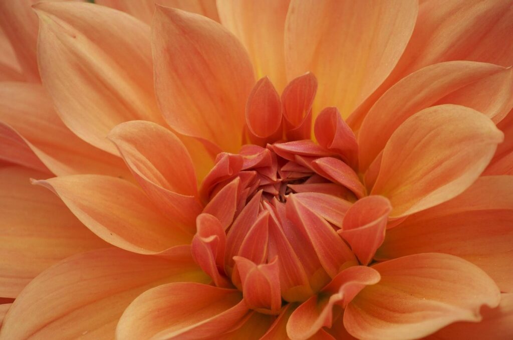 pink and orange flowers for garden