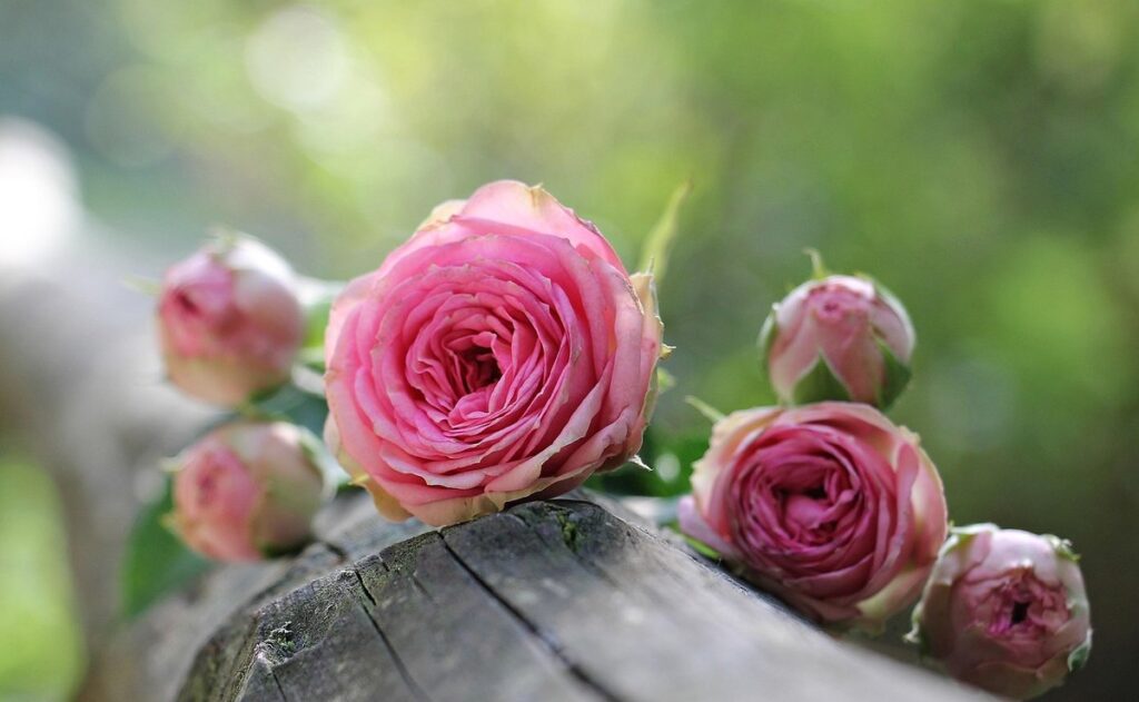 pink blooming bush
