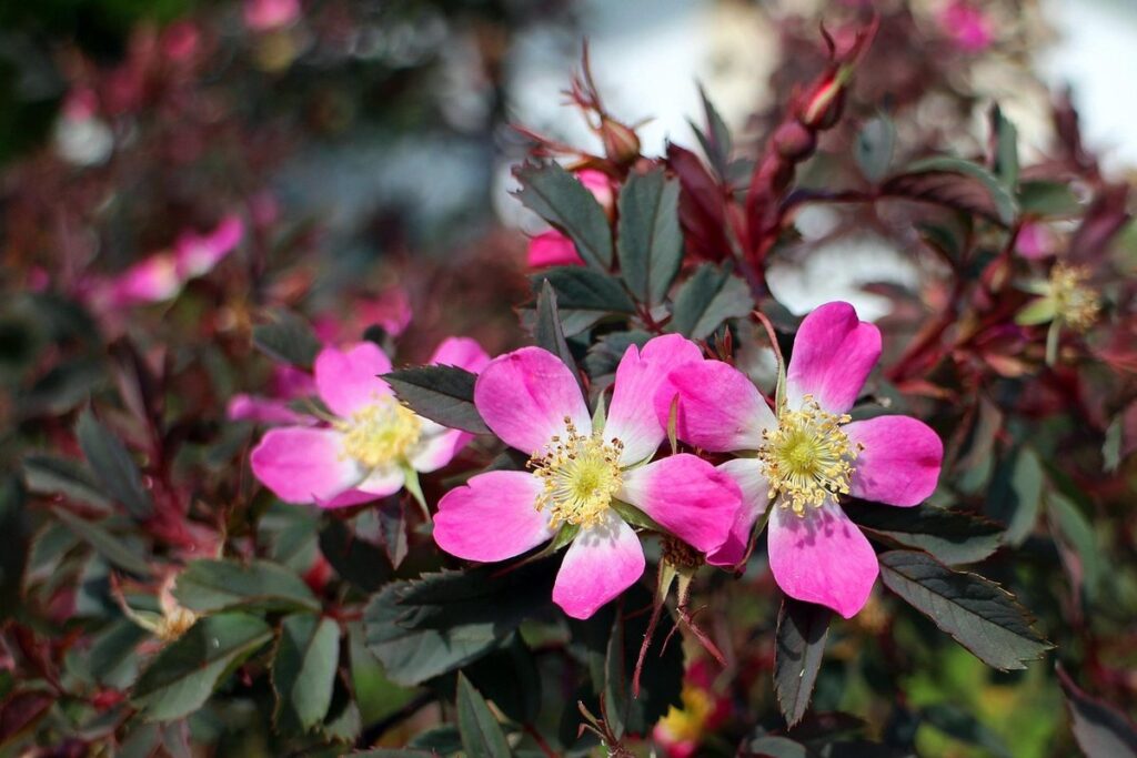 shrub with pink flowers